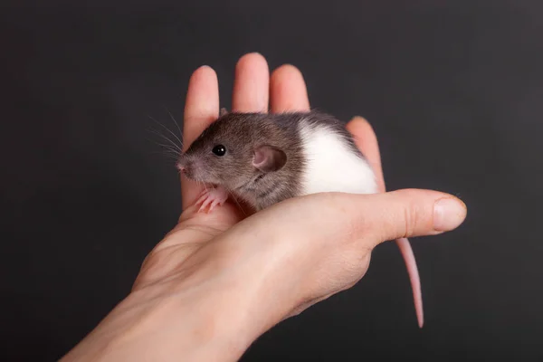 一只家鼠在手掌上的肖像 — 图库照片
