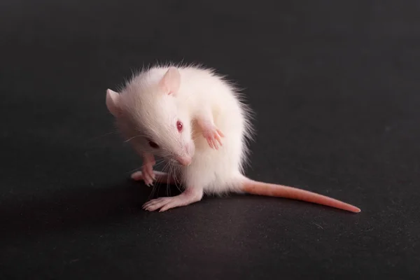 Blanc Bébé Rat Domestique Sur Fond Noir — Photo