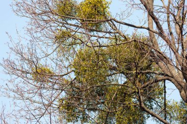 Bahar günü ağaç dallarında ökseotu.