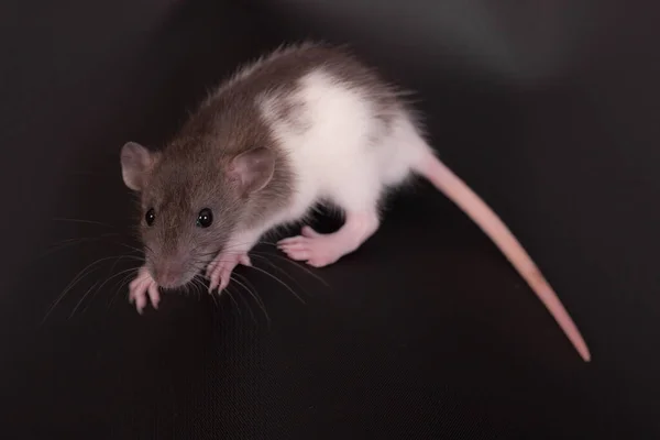 Retrato Estudio Una Pequeña Rata Doméstica —  Fotos de Stock