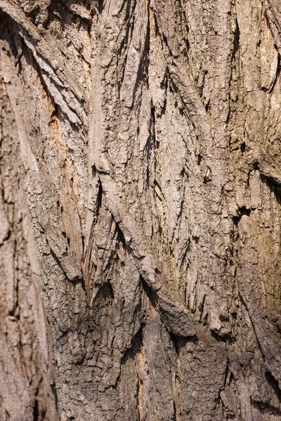 Texture Bark Old Tree Closeup — Stock Photo, Image