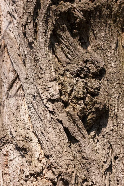 Texture Bark Old Tree Closeup — Stock Photo, Image