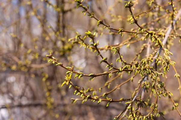 Rami Albero Con Boccioli Verdi Primavera — Foto Stock