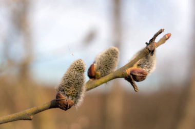 İlkbaharda bir dalda söğüt tomurcukları