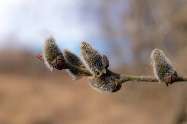春休みに枝に柳の芽 — ストック写真