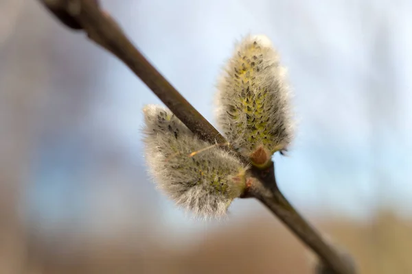 Bourgeons Saule Sur Une Branche Printemps Gros Plan — Photo