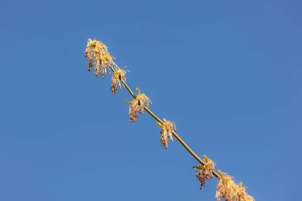 Branche Érable Fleurs Printemps Contre Ciel — Photo