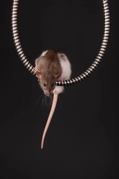 电视上的家鼠摄影棚肖像 — 图库照片