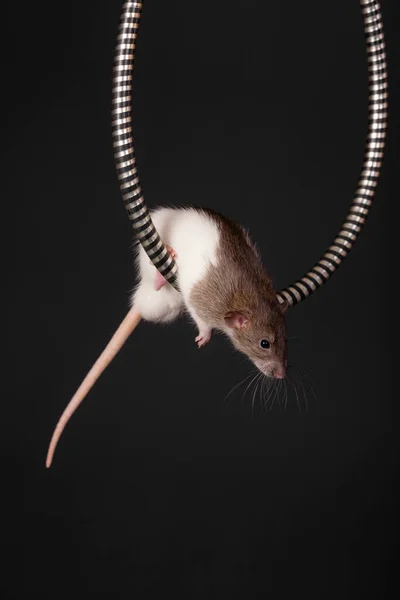 Studio Portret Szczura Domowego Metrze — Zdjęcie stockowe