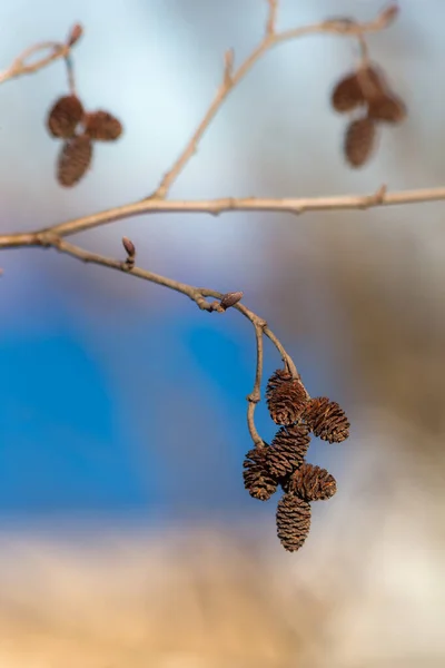 Alder Spring Branch Buds Cones — Stock Photo, Image