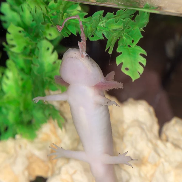 Pembe Axolotl Akvaryumda Yiyor — Stok fotoğraf