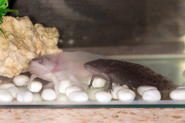 Axolotl Hitam Stok Foto Axolotl Hitam Gambar Bebas Royalti Depositphotos