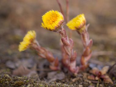 Topraktaki tay ayağı çiçekleri. Yakın plan.