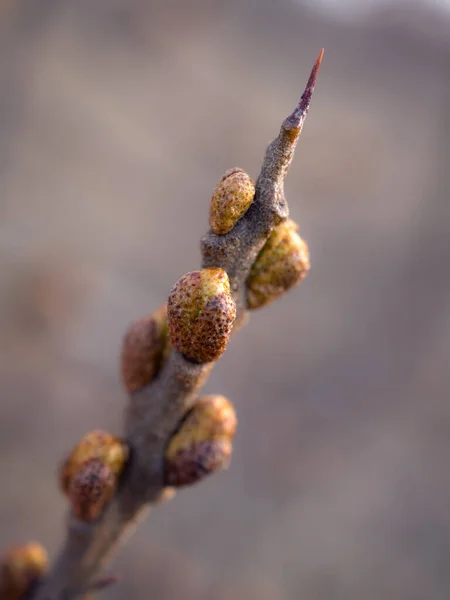 Sanddornzweig Mit Knospen Der Nähe — Stockfoto