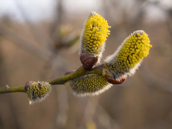 Weidenknospen Einem Zweig Frühlingstag Nahaufnahme — Stockfoto