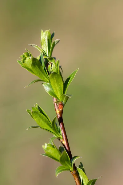 Ramo Árvore Com Folhagem Verde Jovem Primavera Closeup — Fotografia de Stock