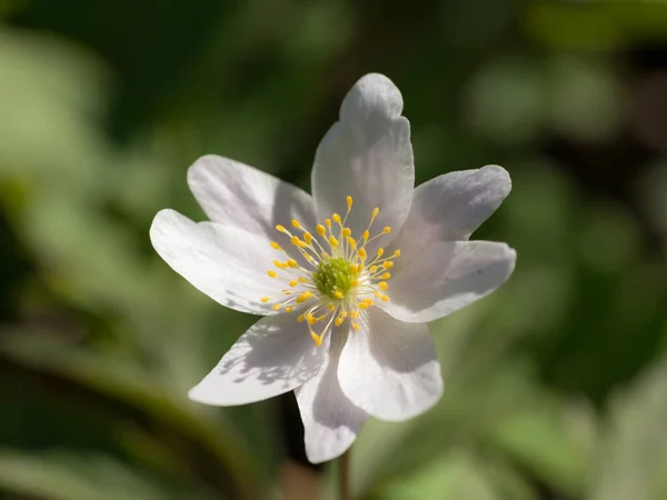 Anêmona Branca Dia Primavera Fechar — Fotografia de Stock