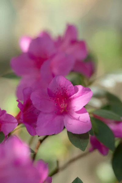 Violette Azalee Garten Aus Nächster Nähe — Stockfoto