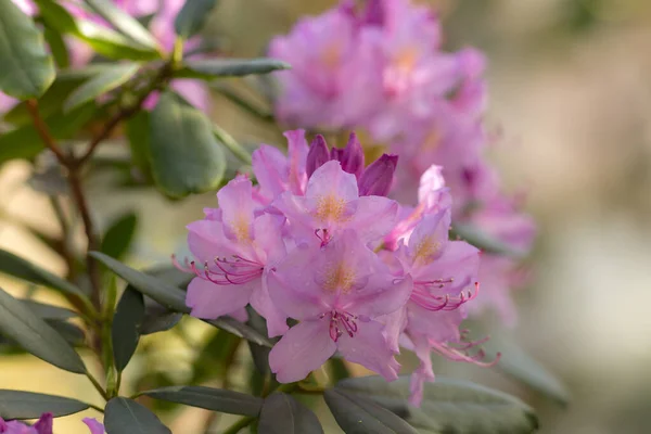 Azalea Rosa Nel Giardino Primaverile Vicino — Foto Stock