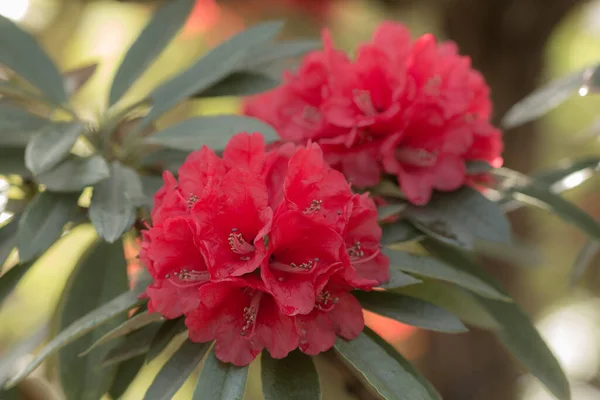 Red Azalea Spring Garden Close — Stock Photo, Image