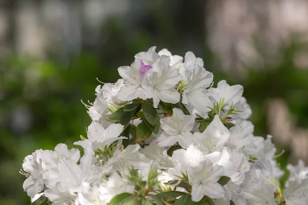 春天花园里的白色杜鹃 — 图库照片