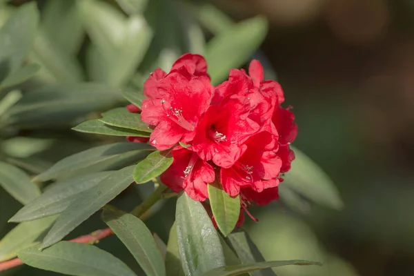 Azalea Roja Jardín Primavera Cerca — Foto de Stock