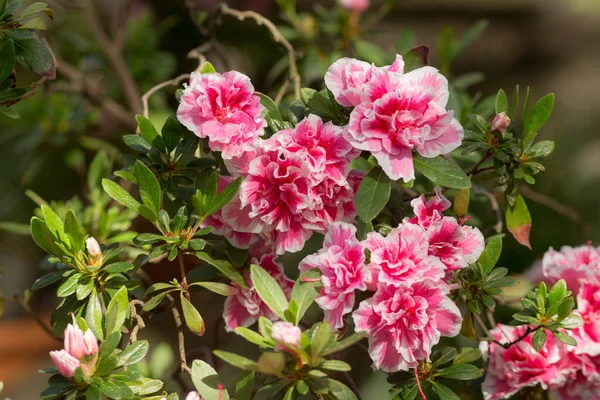 Pink White Azalea Spring Garden Closeup — Stock Photo, Image