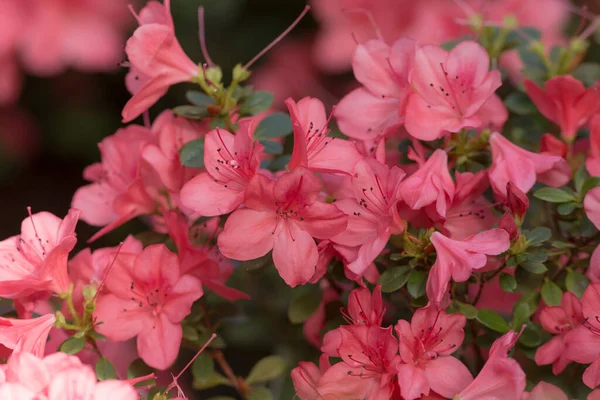 春の庭のピンクのツツジが近づいてくる — ストック写真