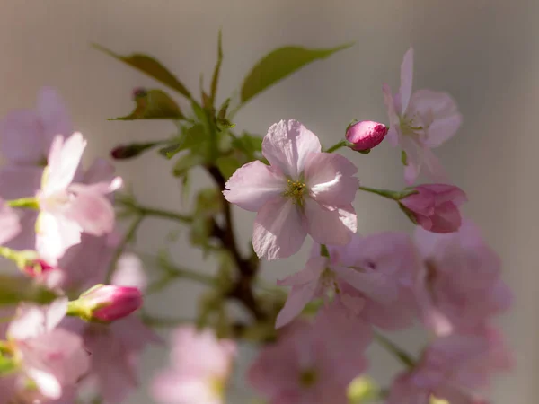 Rosa Sakura Fioritura Primavera Vicino — Foto Stock