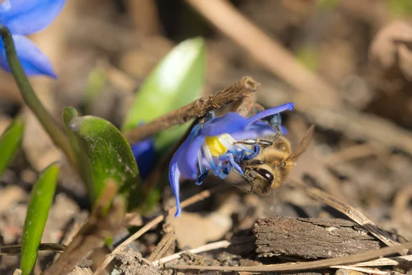 Hommel Een Sneeuwdruppel Bloem Het Voorjaar Closeup — Stockfoto