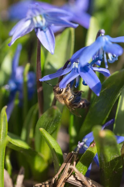 Lkbaharda Kartopu Çiçeğinin Üzerindeki Yaban Arısı — Stok fotoğraf