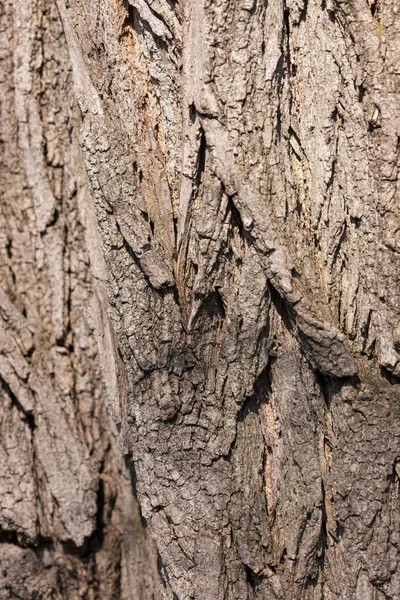 Texture Bark Old Tree Closeup — Stock Photo, Image