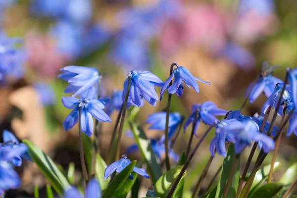 Blaue Schneeglöckchen Frühling Sonniger Tag Aus Nächster Nähe — Stockfoto