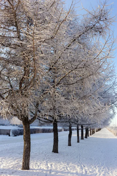 Landscape Trees Hoarfrost Cold Winter Day — Stock Photo, Image