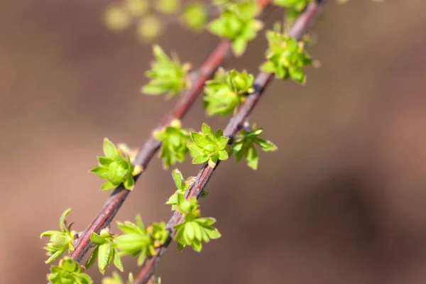 Träd Grenar Med Gröna Knoppar Våren Närbild — Stockfoto