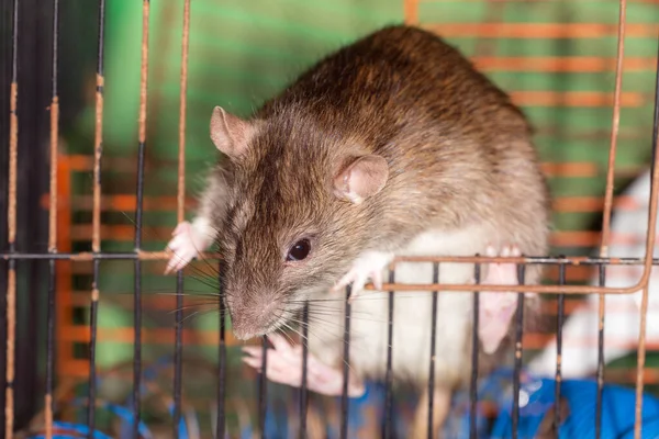 Zbliżenie Portret Brązowego Szczura Domowego Klatce — Zdjęcie stockowe