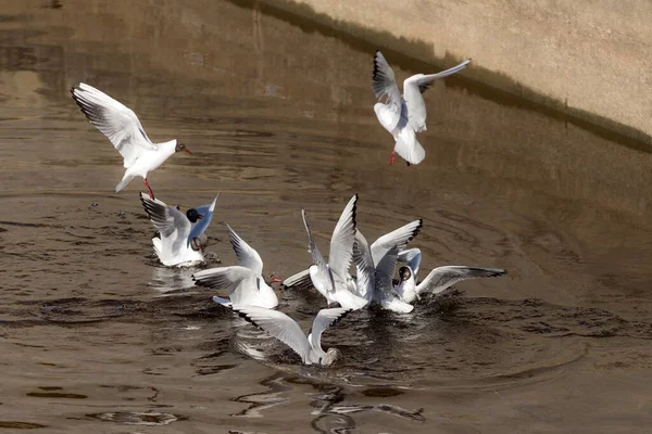 Flock Seagulls River Sunny Day — Stock Photo, Image