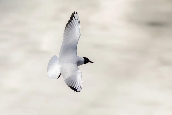 Gaivota Voo Sobre Gelo Derretido Rio — Fotografia de Stock