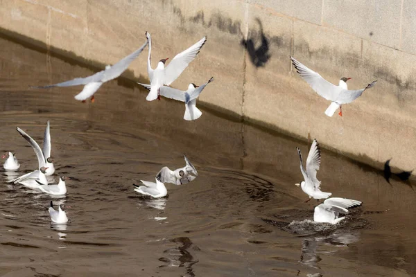 Flock Seagulls River Sunny Day — Stock Photo, Image