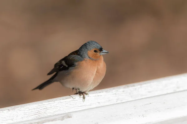 Πορτραίτο Του Ένα Chaffinch Κάθεται Ένα Λευκό Πάγκο — Φωτογραφία Αρχείου