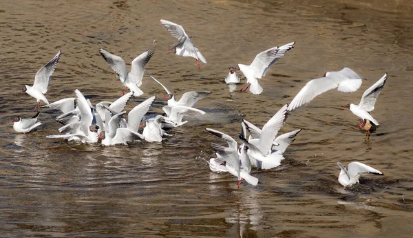 Flock Måsar Floden Solig Dag — Stockfoto