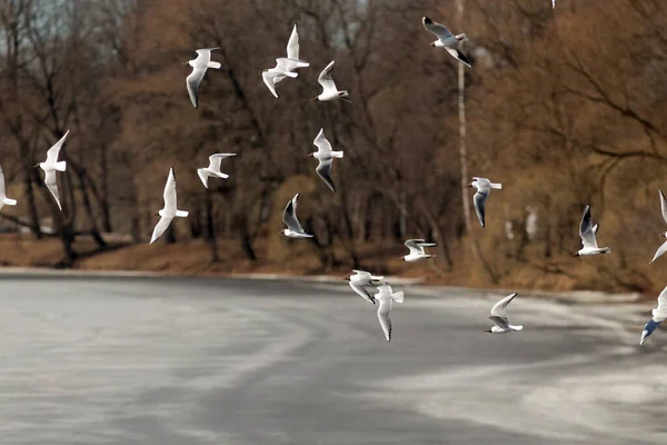 Flock Seagulls Flying Melting Ice River — Stock Photo, Image