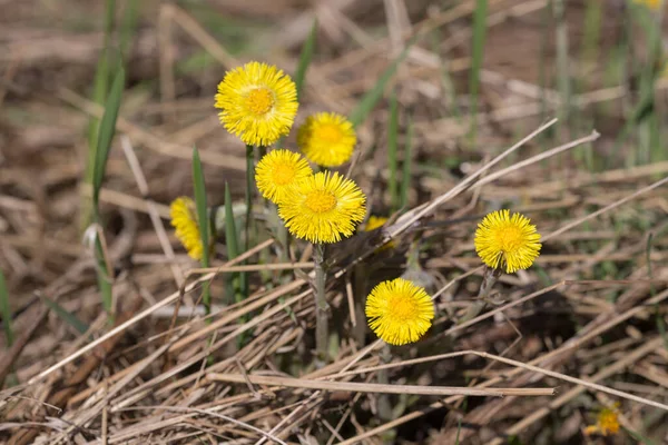 Güneşli Bahar Gününde Sarı Tay Çiçekleri — Stok fotoğraf