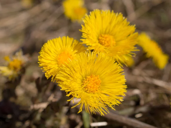 Amarillo Coltsfoot Flores Día Primavera Cerca —  Fotos de Stock