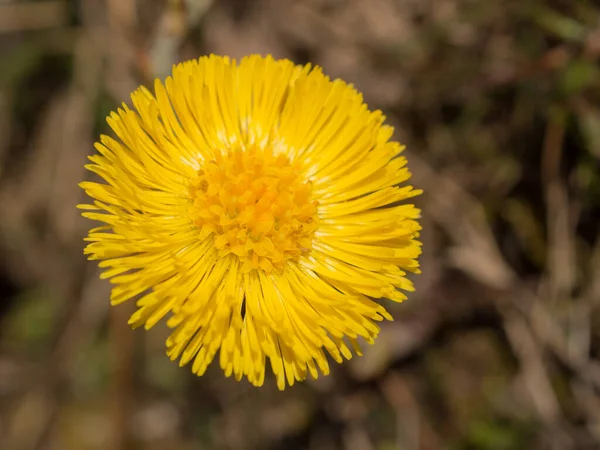 Κίτρινο Λουλούδι Coltsfoot Την Ανοιξιάτικη Μέρα Κοντά — Φωτογραφία Αρχείου