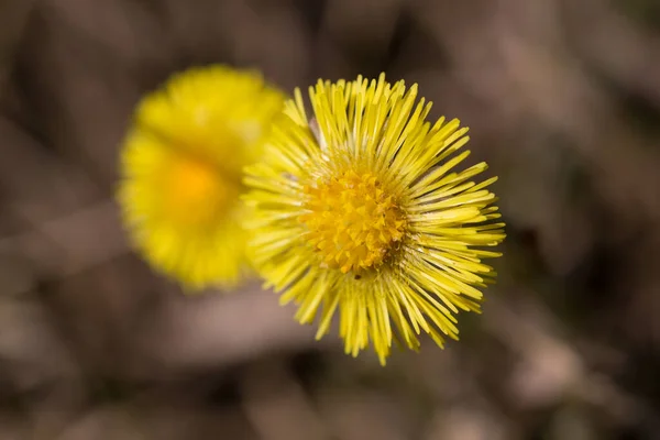 Κίτρινα Άνθη Coltsfoot Την Ανοιξιάτικη Μέρα Κοντά — Φωτογραφία Αρχείου