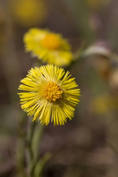 Fiori Coltsfoot Gialli Giorno Primavera Vicino — Foto Stock