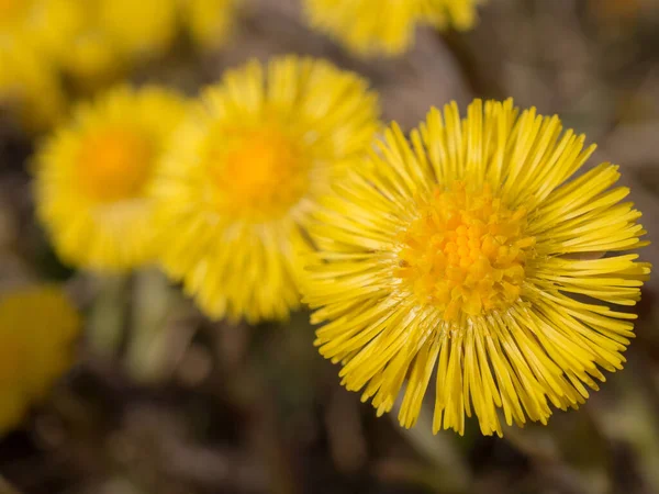 Sárga Coltfoot Virágok Tavaszi Napon Közelről — Stock Fotó
