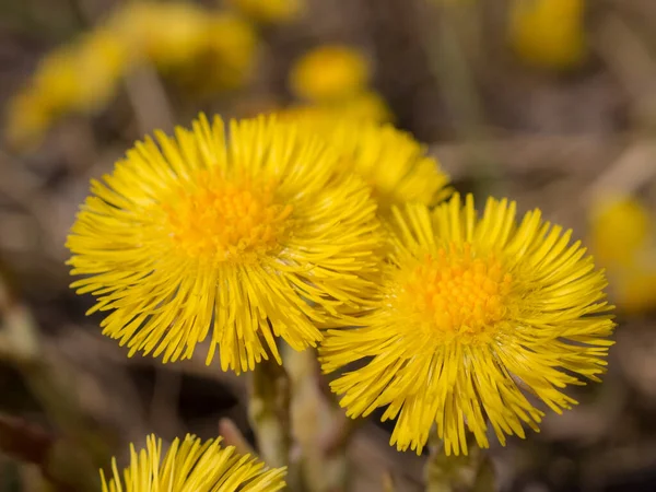 Κίτρινα Άνθη Coltsfoot Την Ανοιξιάτικη Μέρα Κοντά — Φωτογραφία Αρχείου