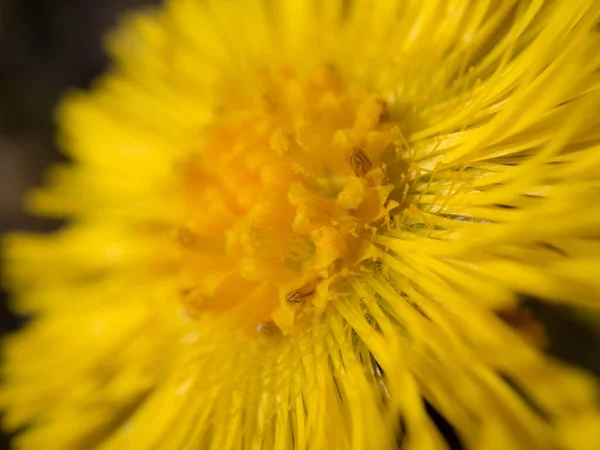 Flor Pie Potro Amarillo Día Primavera Cerca —  Fotos de Stock